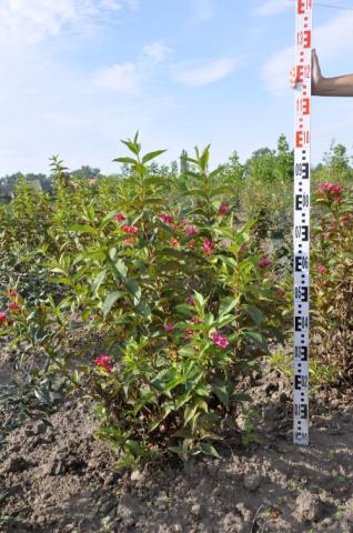 Weigela x hybrida 'Bristol Ruby'